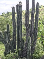 Stenocereus treleasei