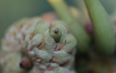 Callirhytis glandulus