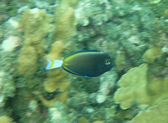 Acanthurus nigricans