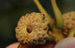 Callirhytis glandulus