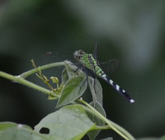 Erythemis simplicicollis