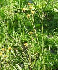 Crepis vesicaria taraxacifolia