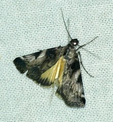 Astrapometis saburalis