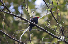 Antilophia galeata