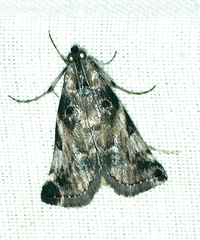 Astrapometis saburalis