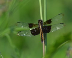 Libellula luctuosa