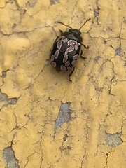 Calligrapha multiguttata