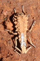 Episus