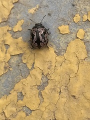 Calligrapha multiguttata