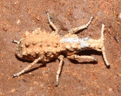 Episus
