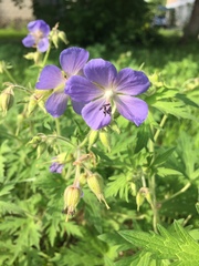 Geranium pratense
