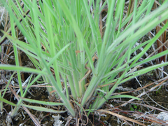 Digitaria pauciflora