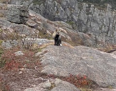 Vulpes vulpes deletrix