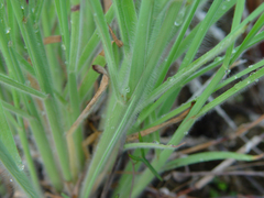 Digitaria pauciflora