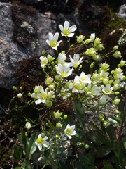 Mononeuria groenlandica