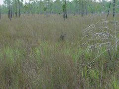 Digitaria pauciflora