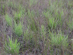 Digitaria pauciflora