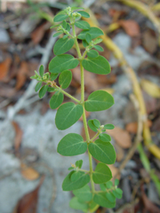 Euphorbia garberi