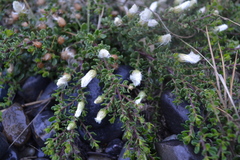 Baccharis magellanica