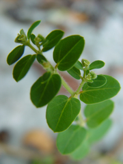 Euphorbia garberi