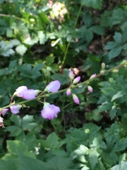 Hylodesmum glutinosum