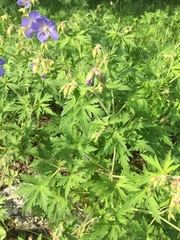 Geranium pratense