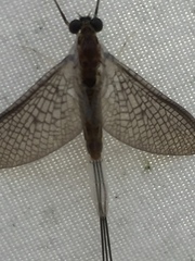 Ephemeroptera