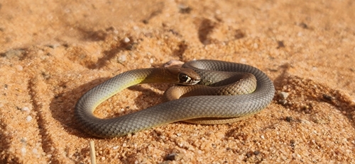 Central Whipsnake