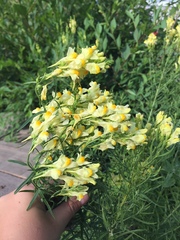 Linaria vulgaris
