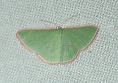 Chlorocoma cadmaria