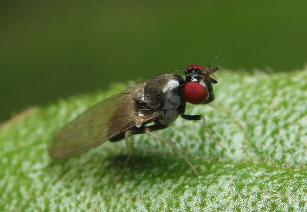 Melanomyza intermedia