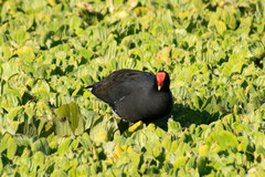 Gallinula galeata