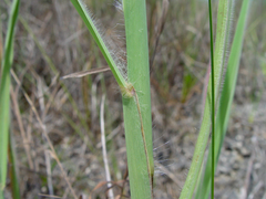 Digitaria pauciflora