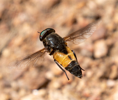 Hybomitra criddlei