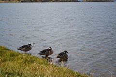 Speculanas specularis