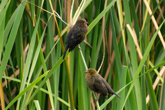Chrysomus ruficapillus
