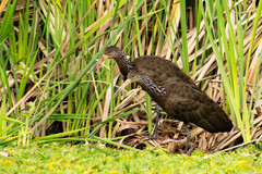 Aramus guarauna