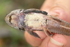 Loricariichthys