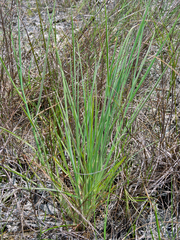 Digitaria pauciflora