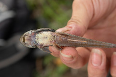 Loricariichthys