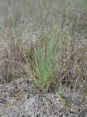 Digitaria pauciflora