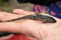 Loricariichthys