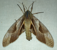 Coequosa triangularis