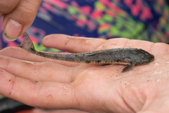 Loricariichthys