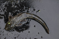 Loricariichthys