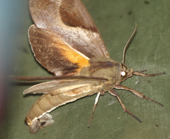 Coequosa triangularis