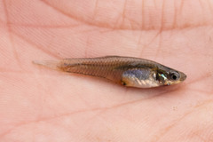 Cnesterodon raddai