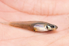 Cnesterodon raddai