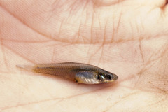 Cnesterodon raddai