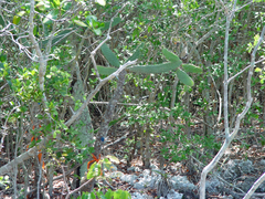 Consolea corallicola